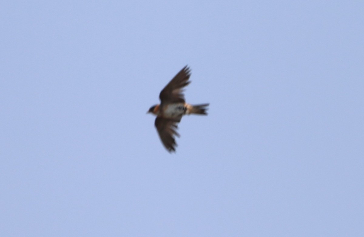 Cave Swallow - ML620536268