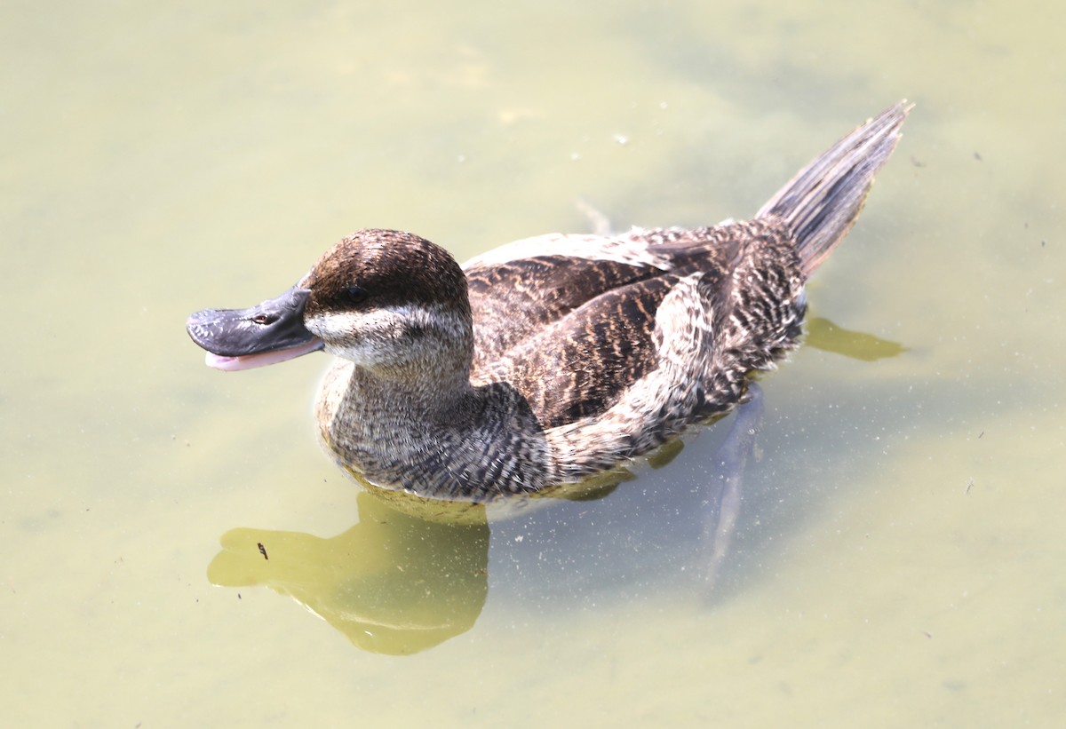 Ruddy Duck - ML620536274