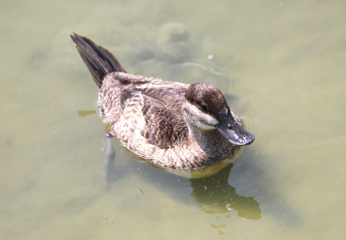 Ruddy Duck - ML620536276