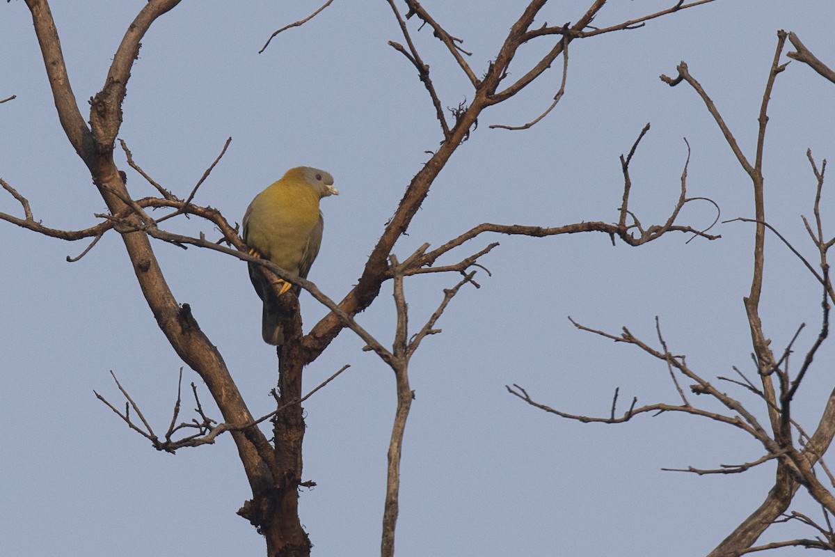 Yellow-footed Green-Pigeon - ML620536296