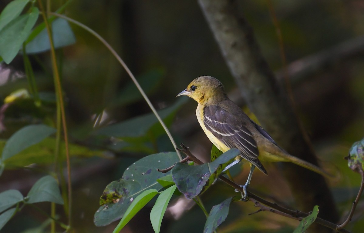 Oriole des vergers - ML620536300