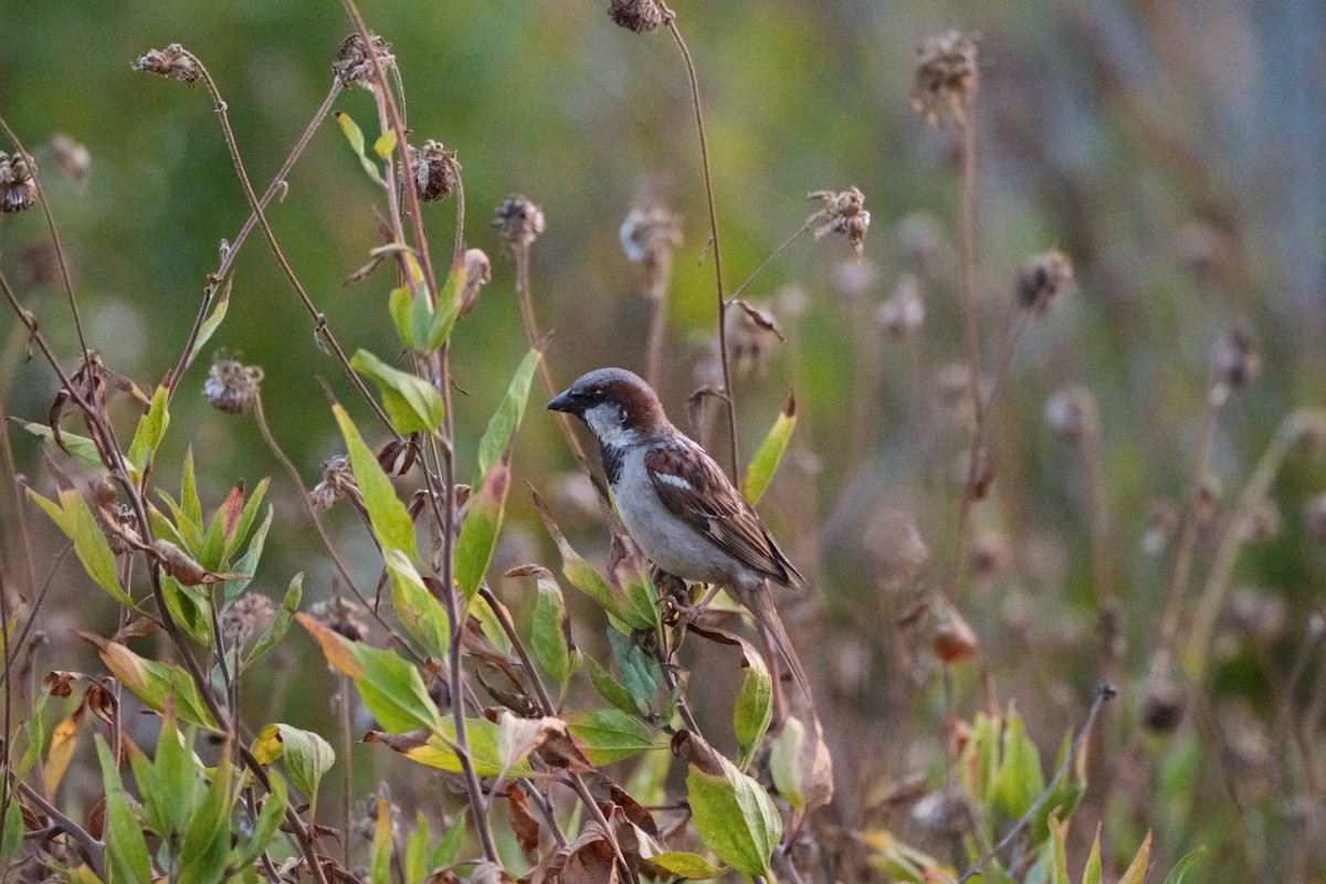 House Sparrow - ML620536307