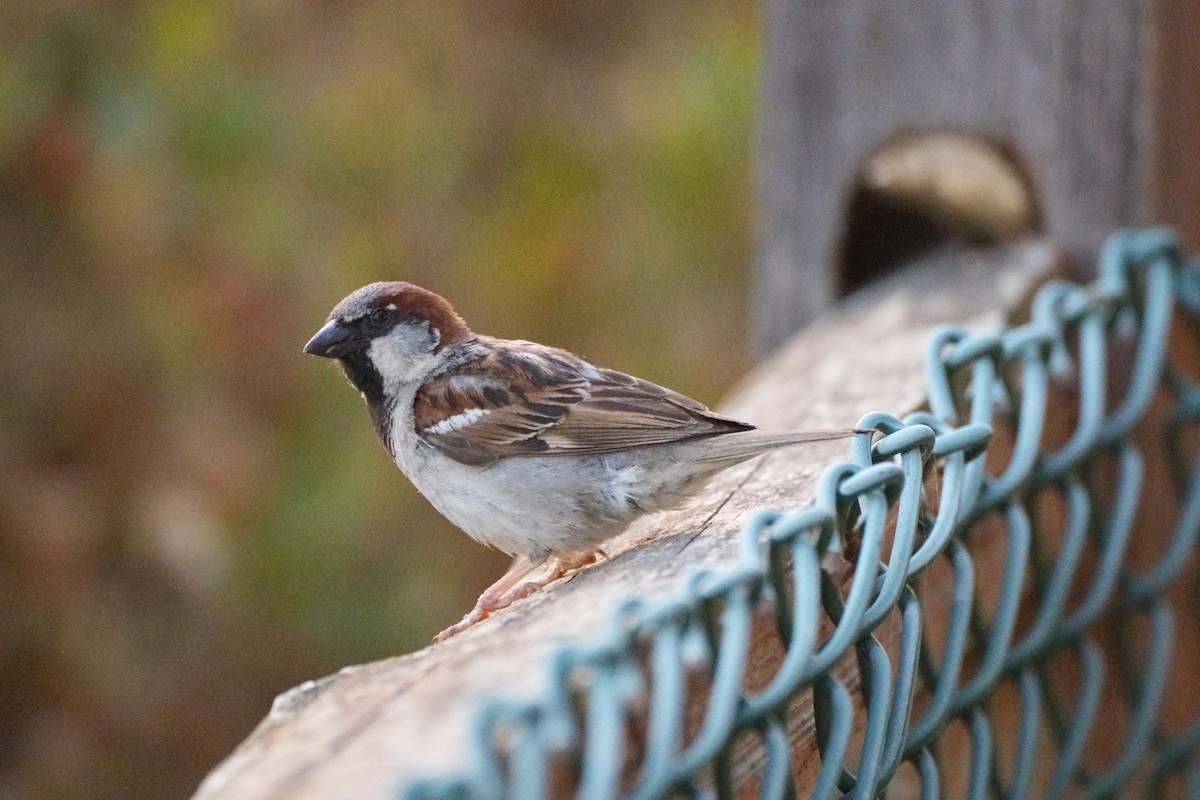 House Sparrow - ML620536308