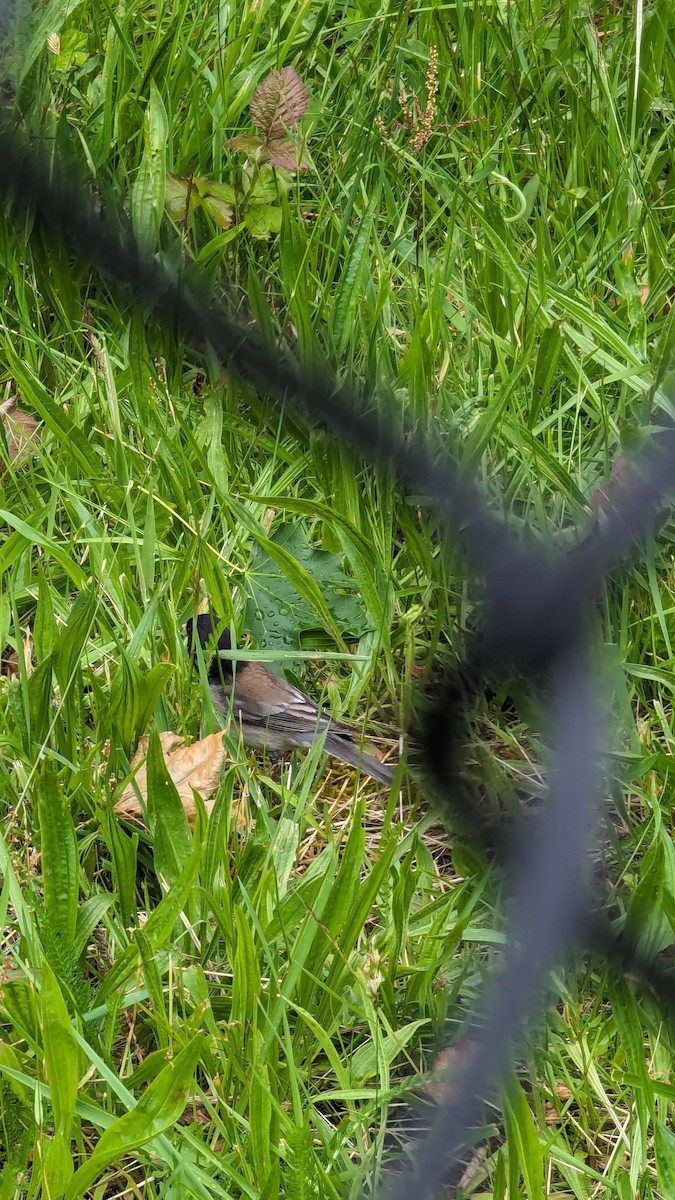 Junco Ojioscuro - ML620536314