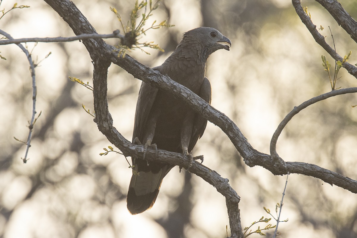 Oriental Honey-buzzard - ML620536315