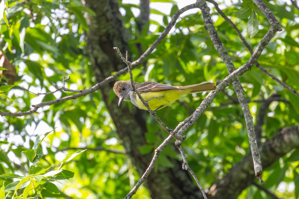 Great Crested Flycatcher - ML620536317