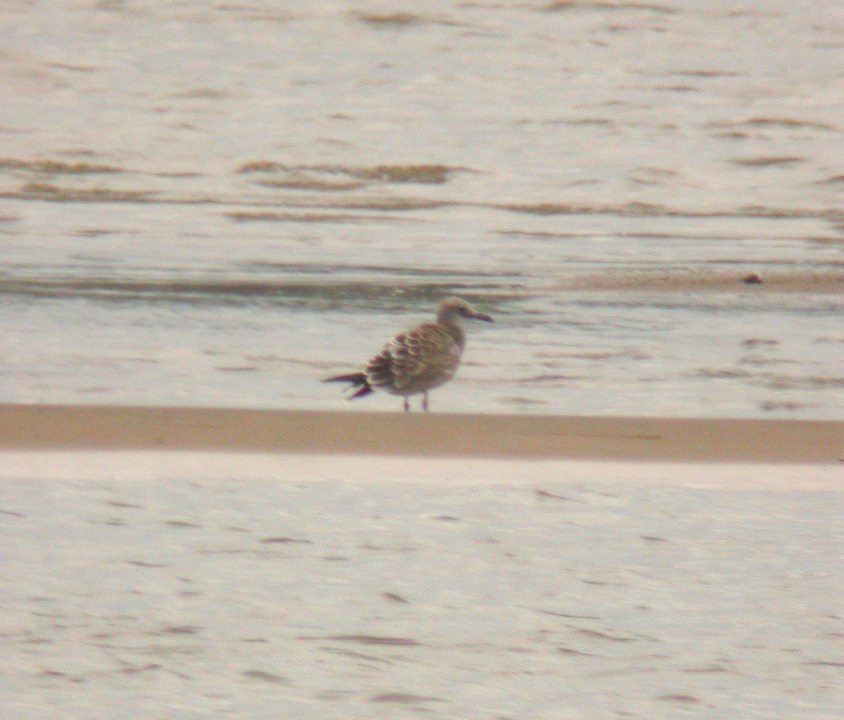 Gaviota Guanaguanare - ML620536320