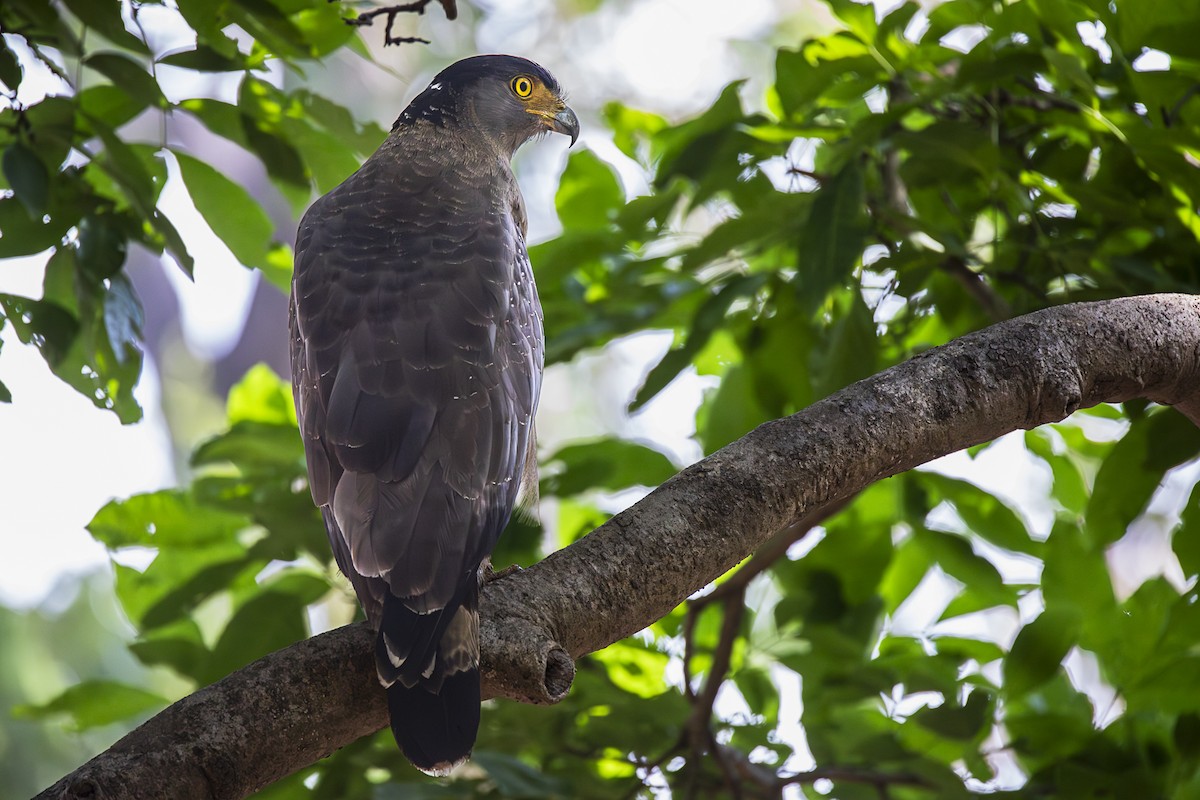 Crested Serpent-Eagle - ML620536328