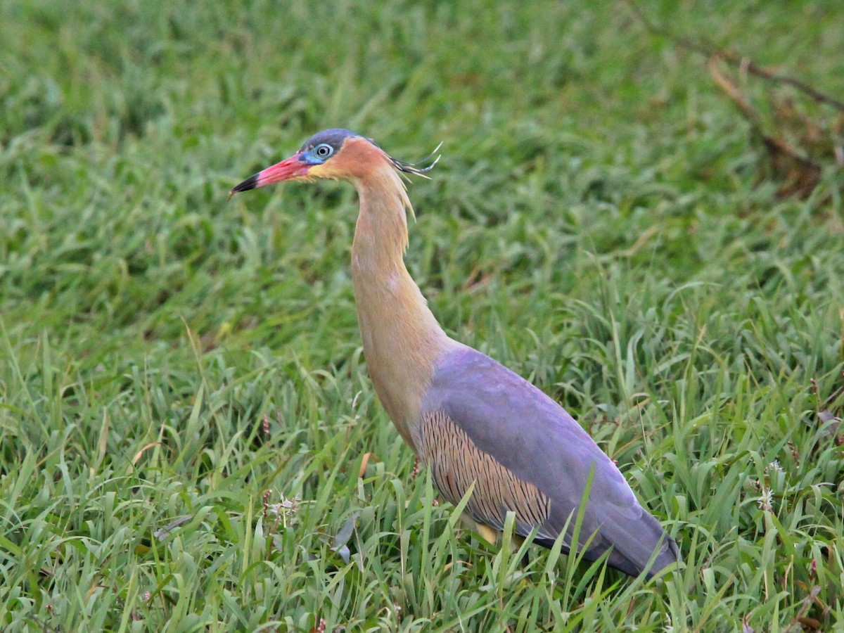 Whistling Heron - ML620536332