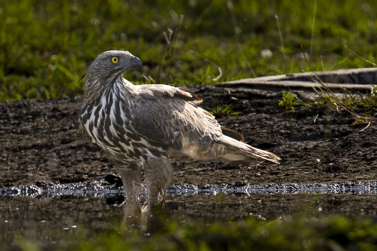 Aigle huppé - ML620536334