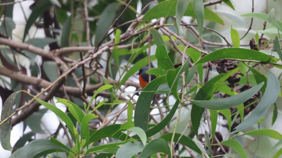 Small Minivet - ML620536339