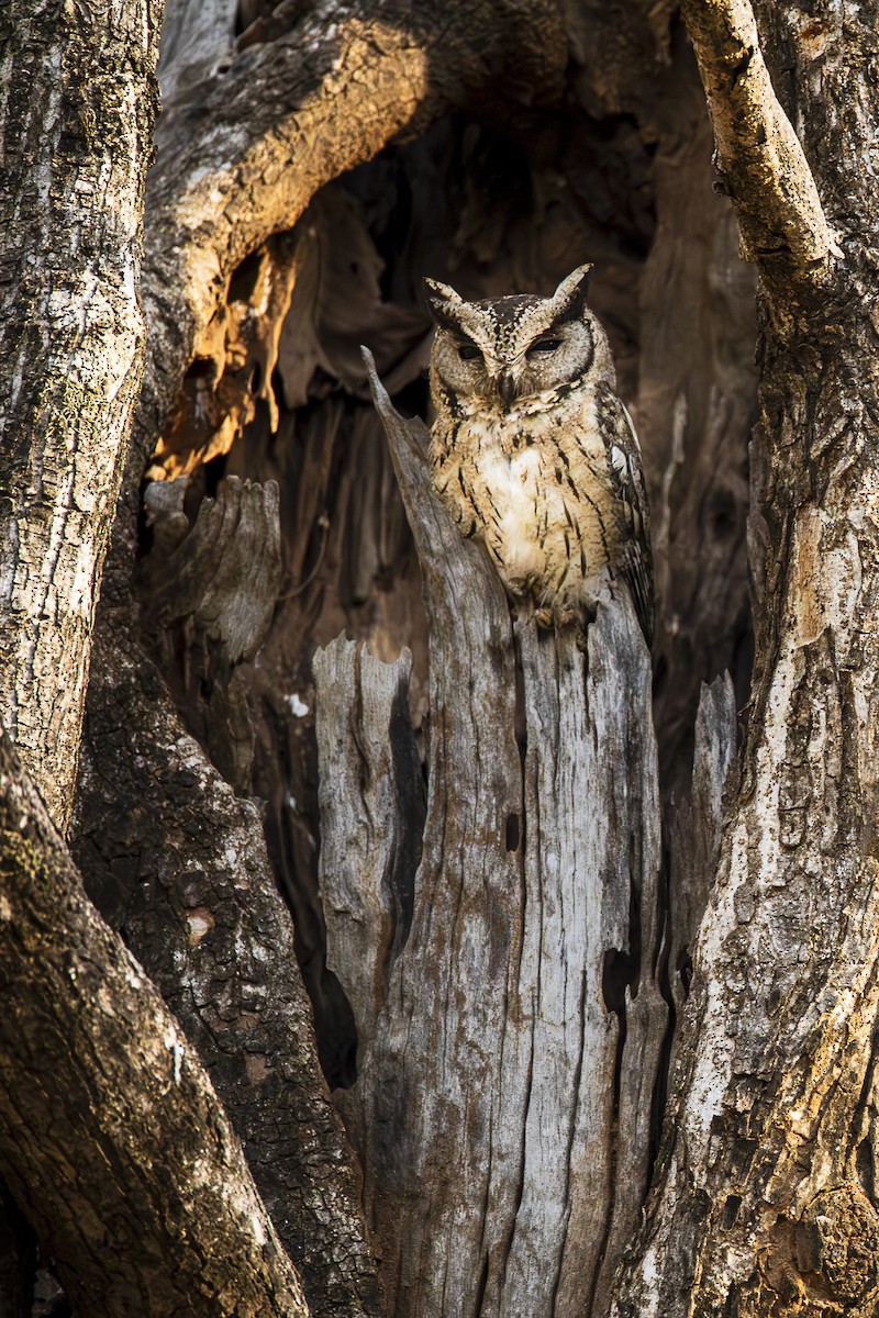 Indian Scops-Owl - Amit Shankar Pal