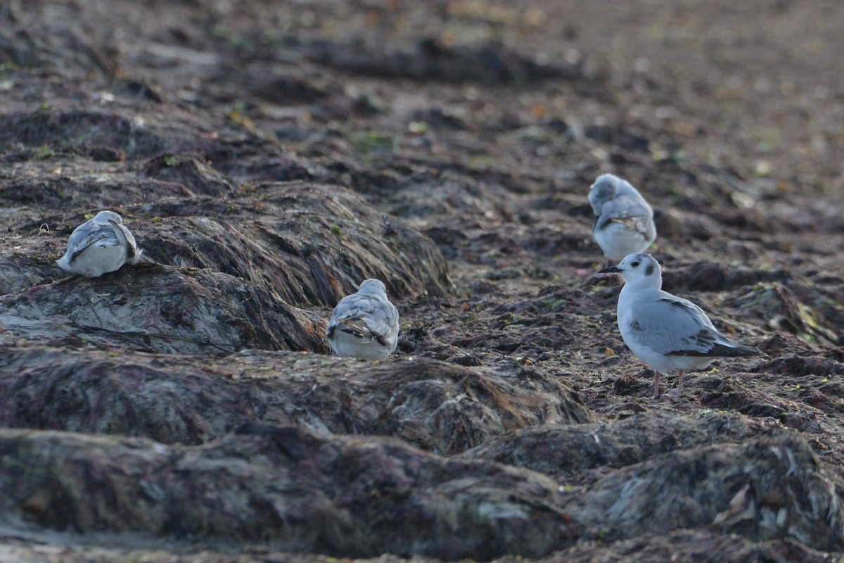 Bonaparte's Gull - ML620536371