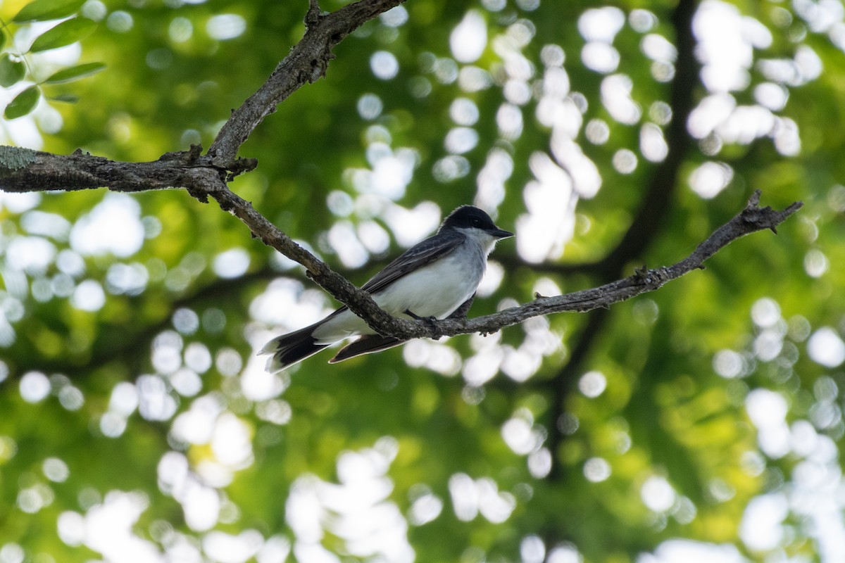 Eastern Kingbird - ML620536376