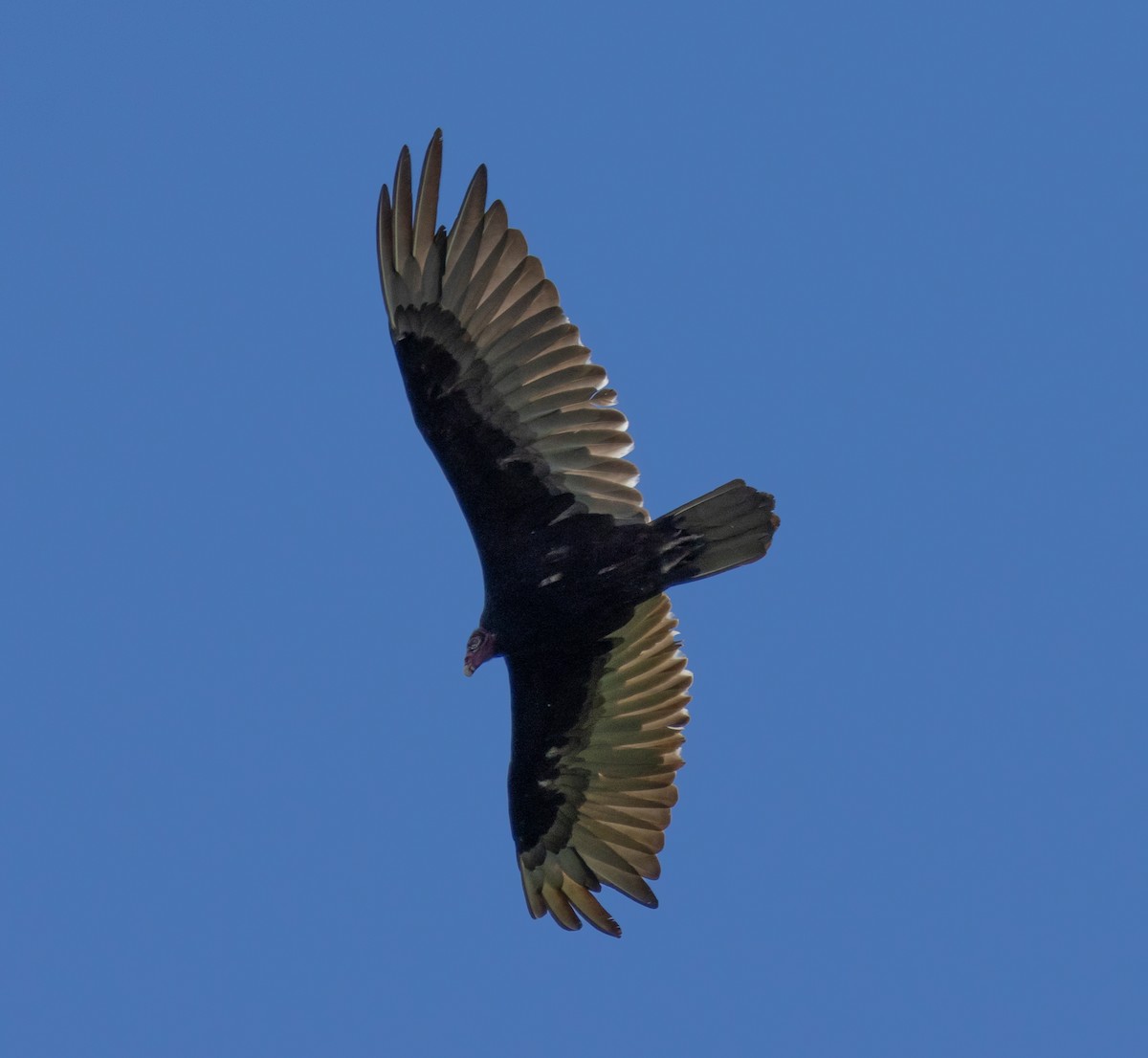 Turkey Vulture - ML620536387