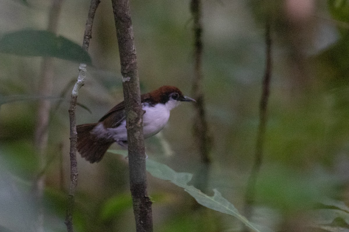 White-cheeked Antbird - ML620536396