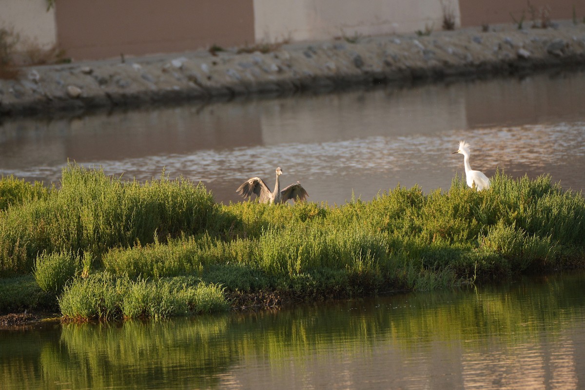 Snowy Egret - ML620536398