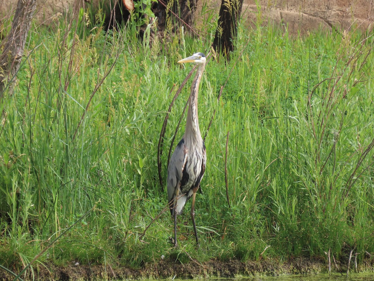 Great Blue Heron - ML620536402