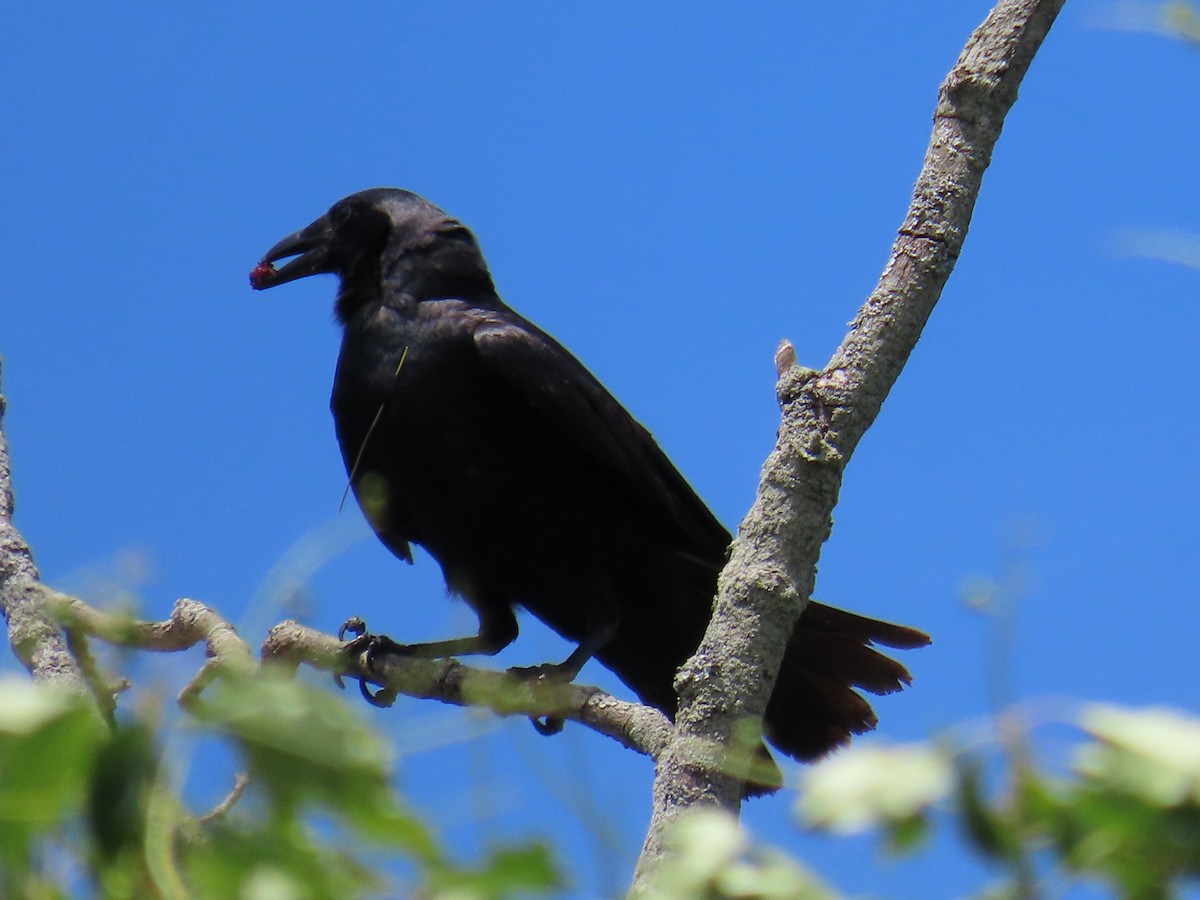 American Crow - ML620536404