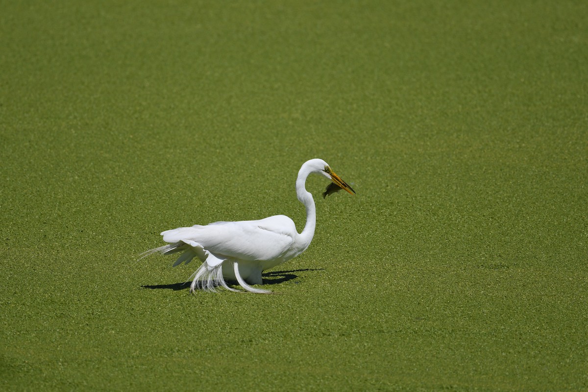 Great Egret - Julia Koldobskiy