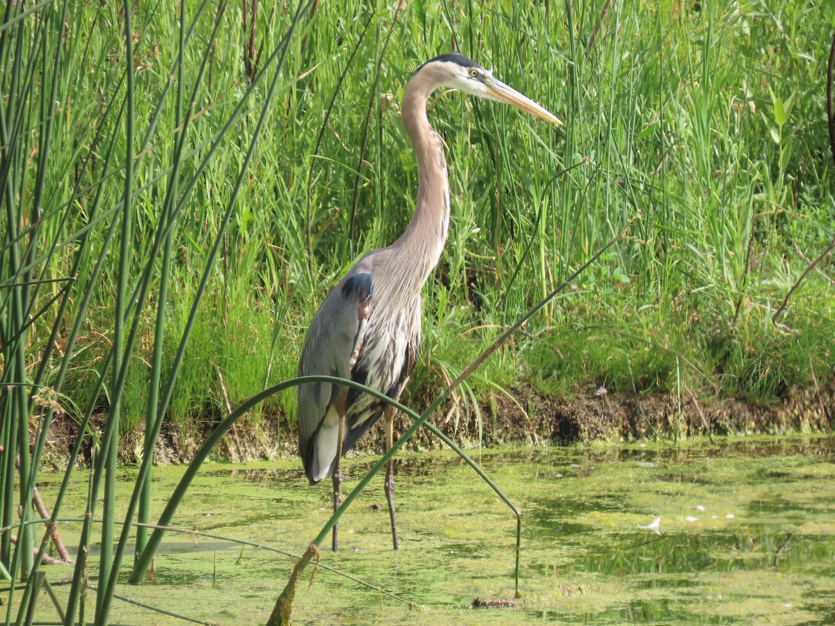 Great Blue Heron - ML620536410