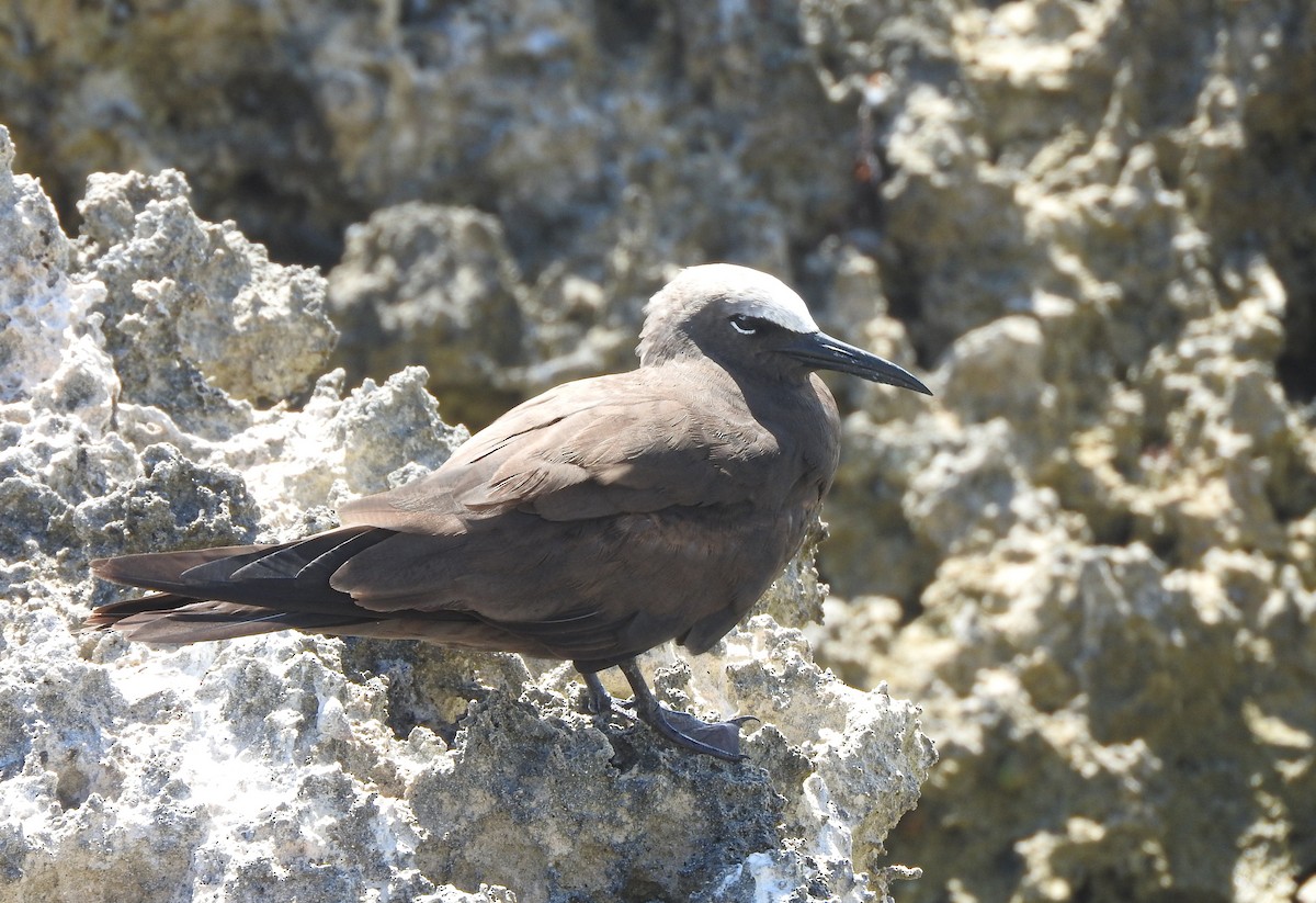 Brown Noddy - ML620536415