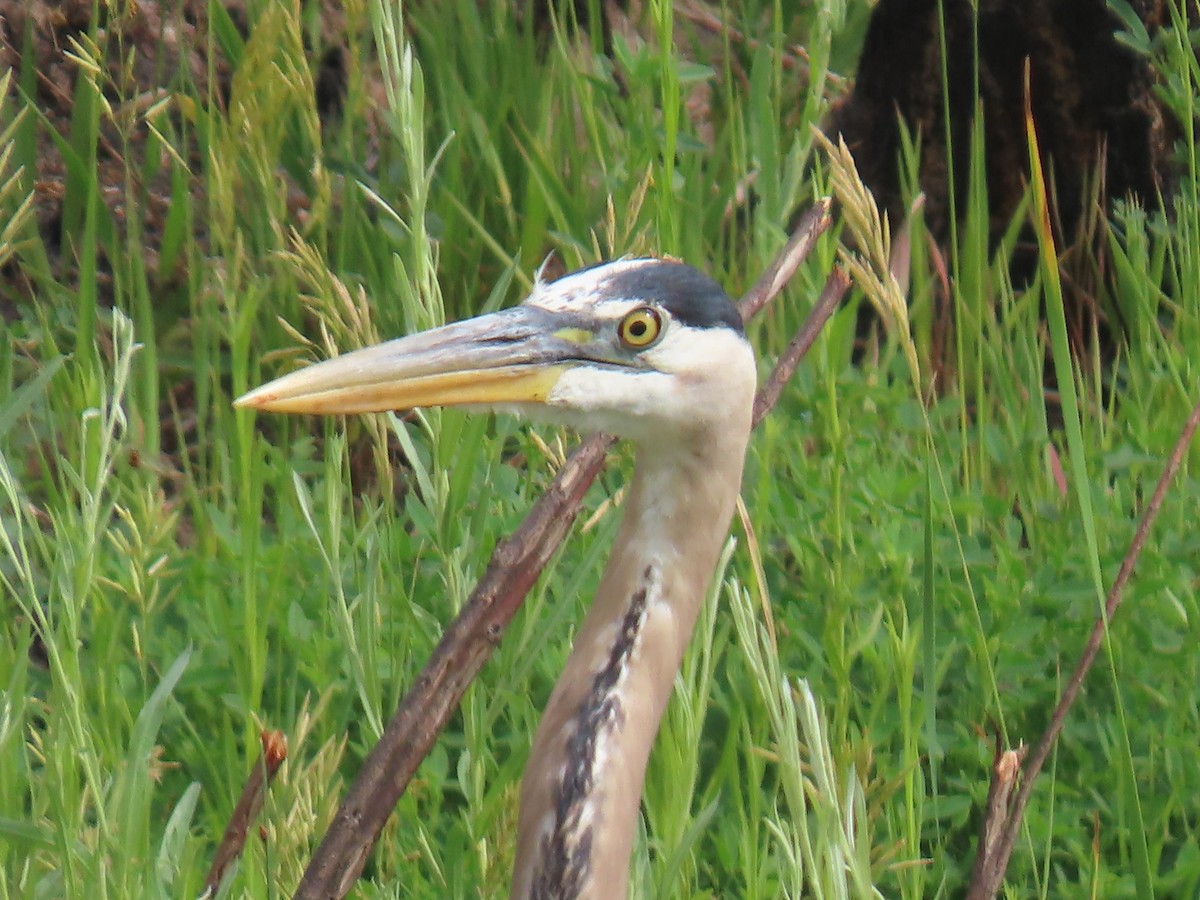 Great Blue Heron - ML620536416