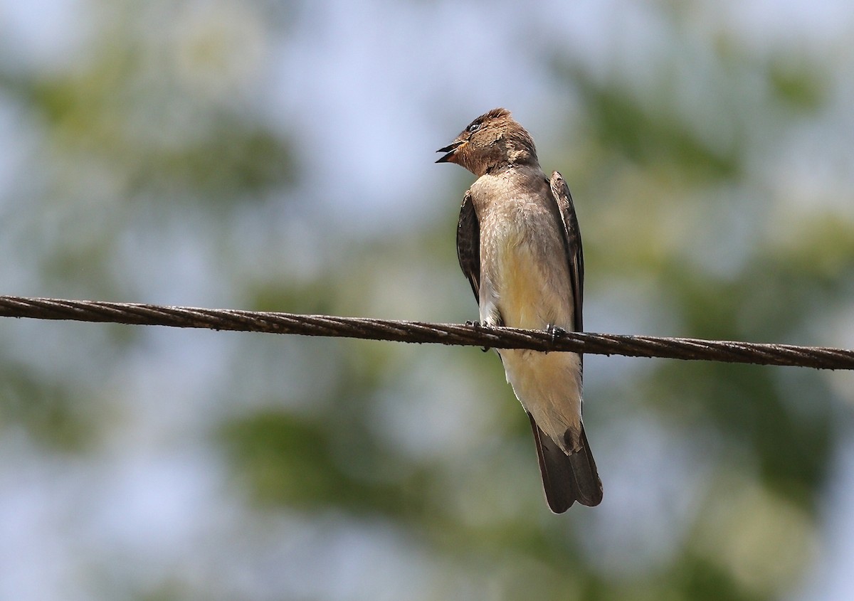Southern Rough-winged Swallow - ML620536439