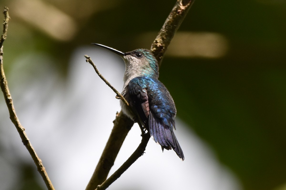 kolibřík nymfový - ML620536444