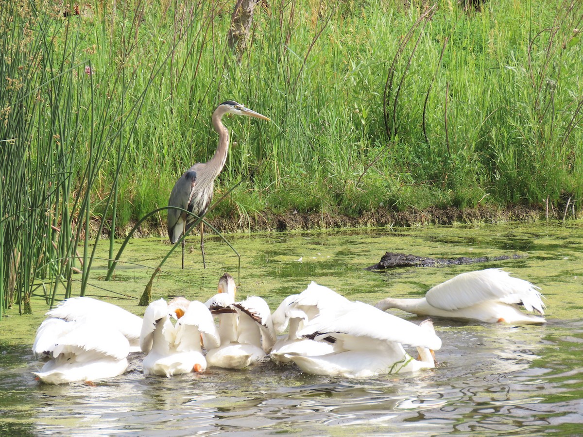 American White Pelican - ML620536455