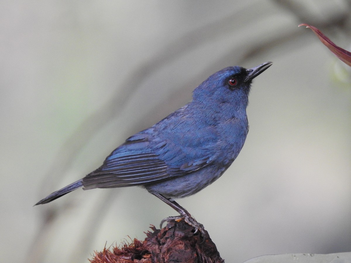 Bluish Flowerpiercer - ML620536463