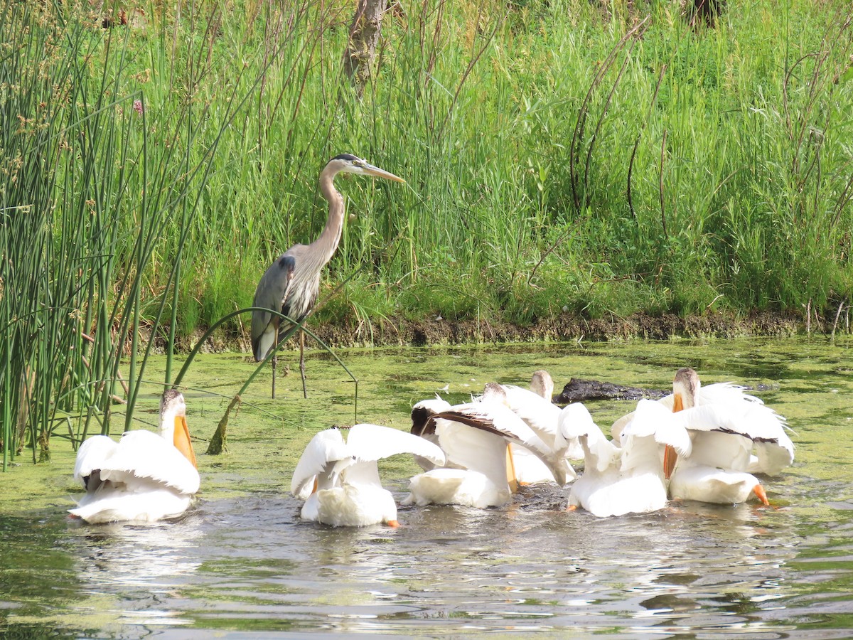 American White Pelican - ML620536464