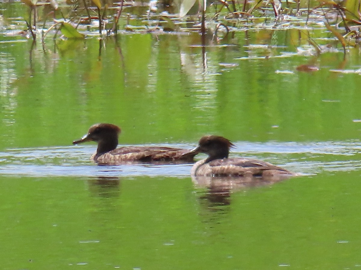 Hooded Merganser - ML620536468