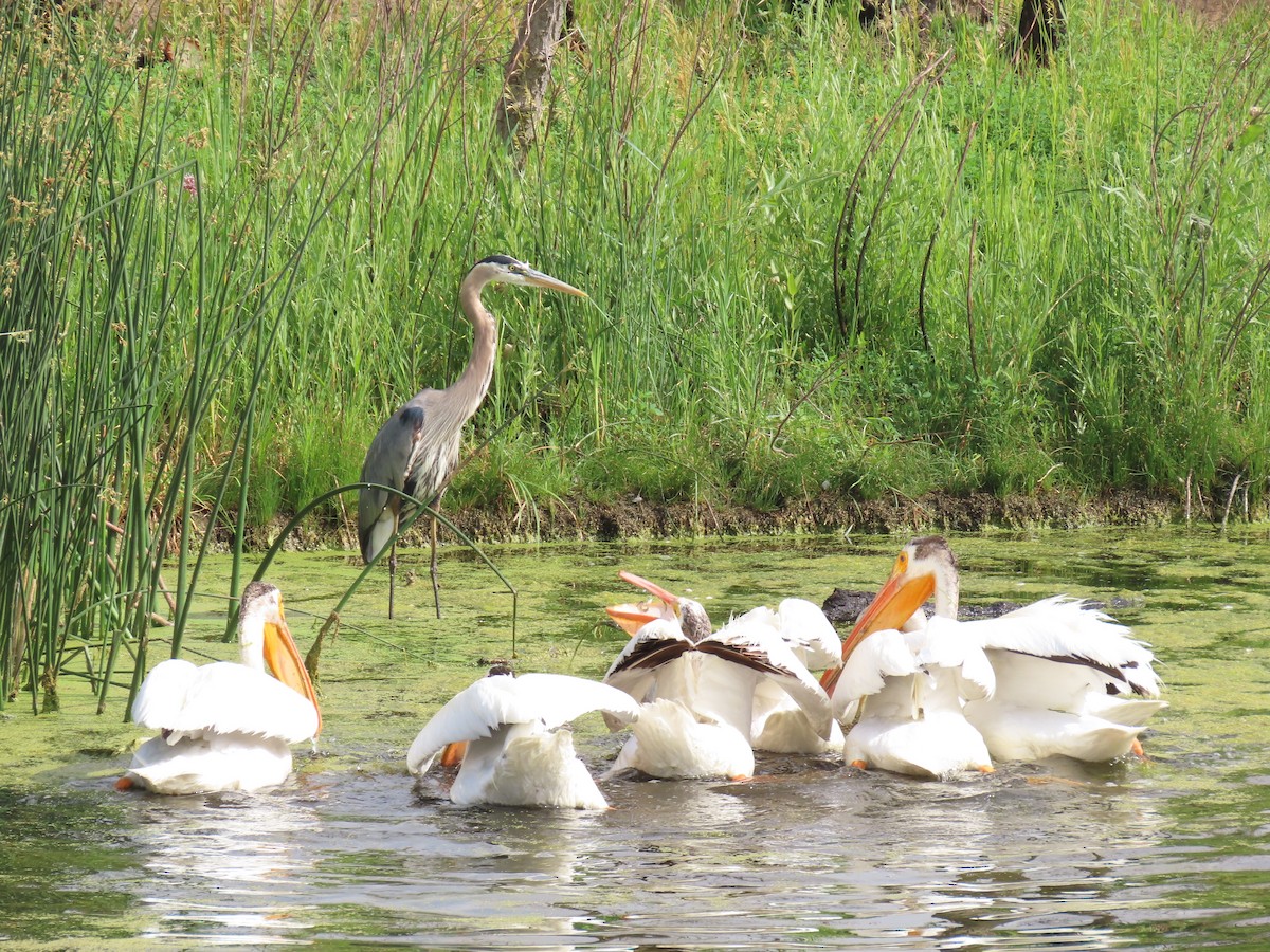 American White Pelican - ML620536473