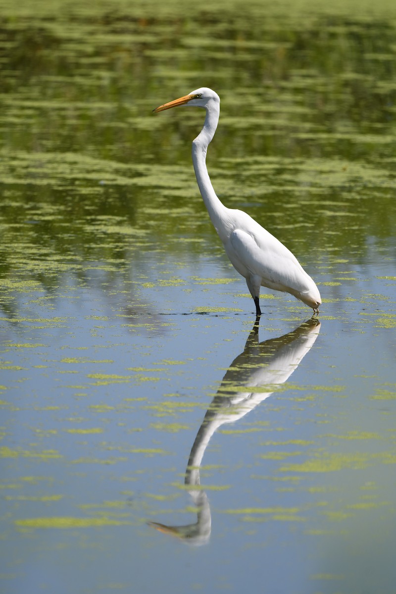 Great Egret - ML620536478