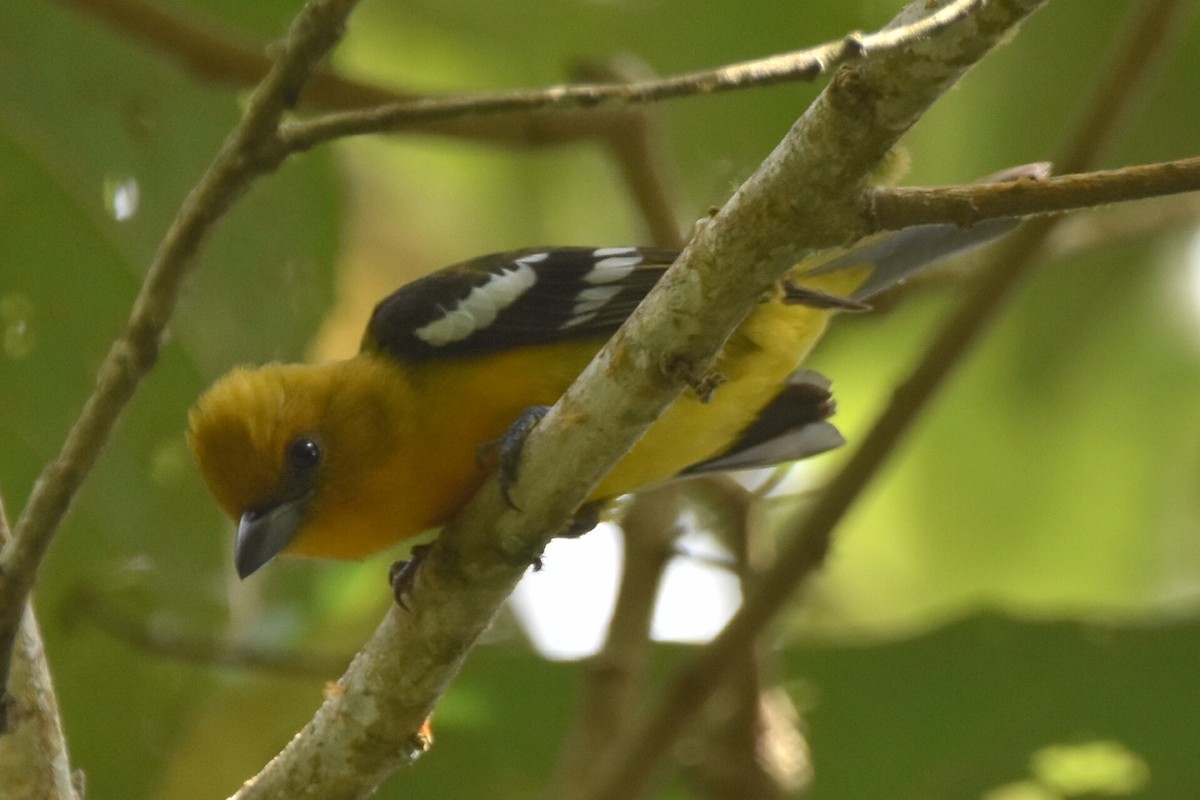 White-winged Tanager - ML620536481