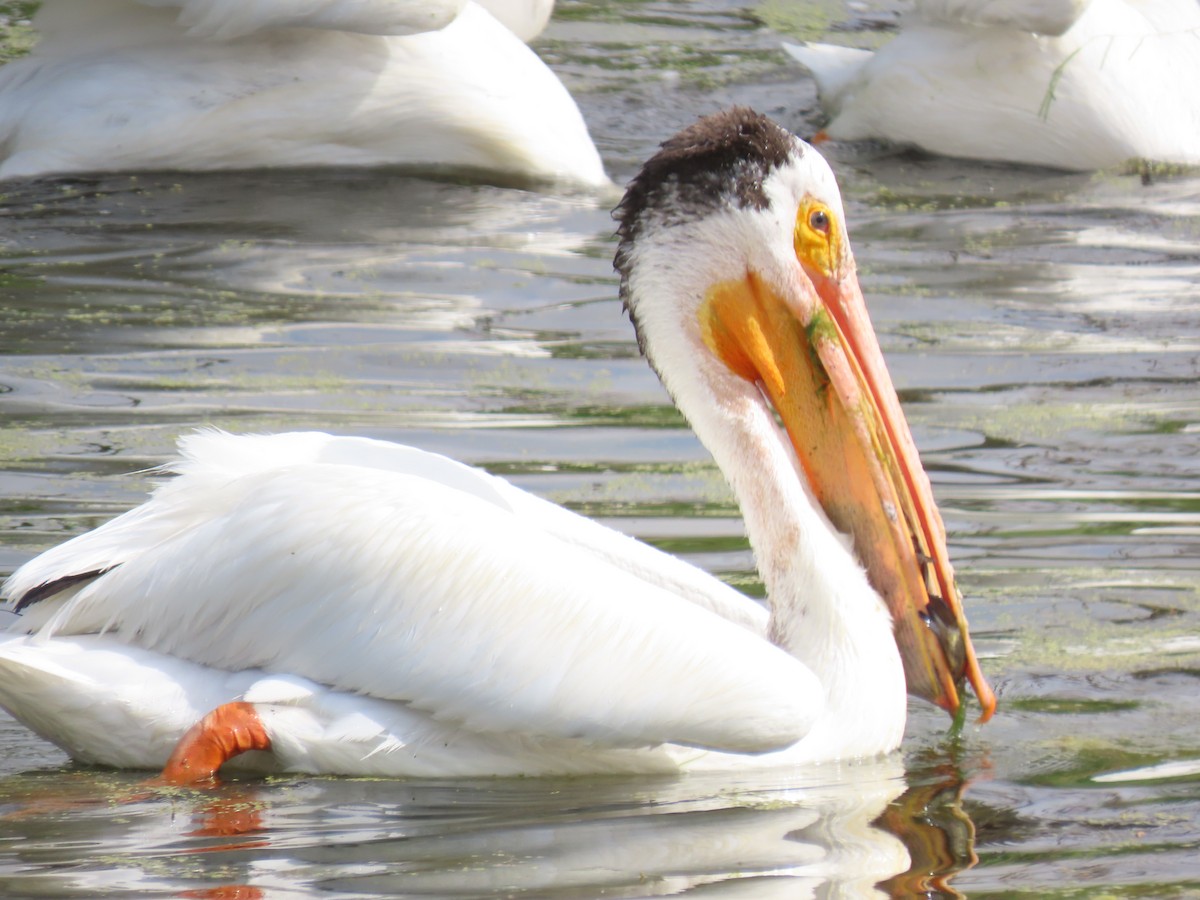 American White Pelican - ML620536482