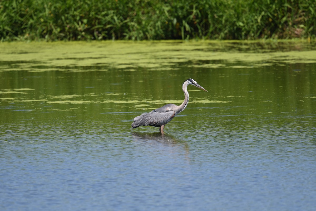 Great Blue Heron - ML620536485