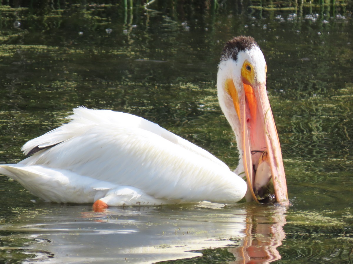 American White Pelican - ML620536488