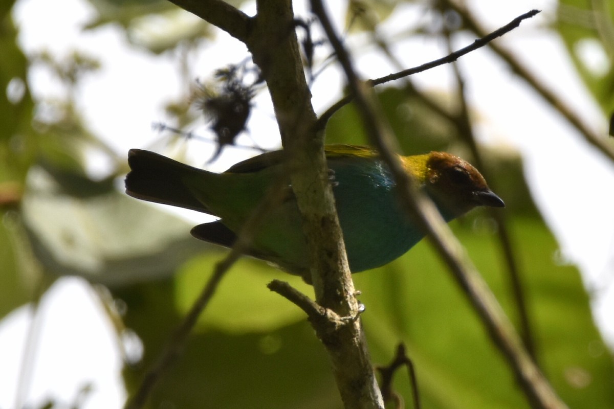 Bay-headed Tanager - ML620536491