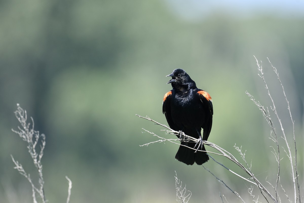 Red-winged Blackbird - ML620536492