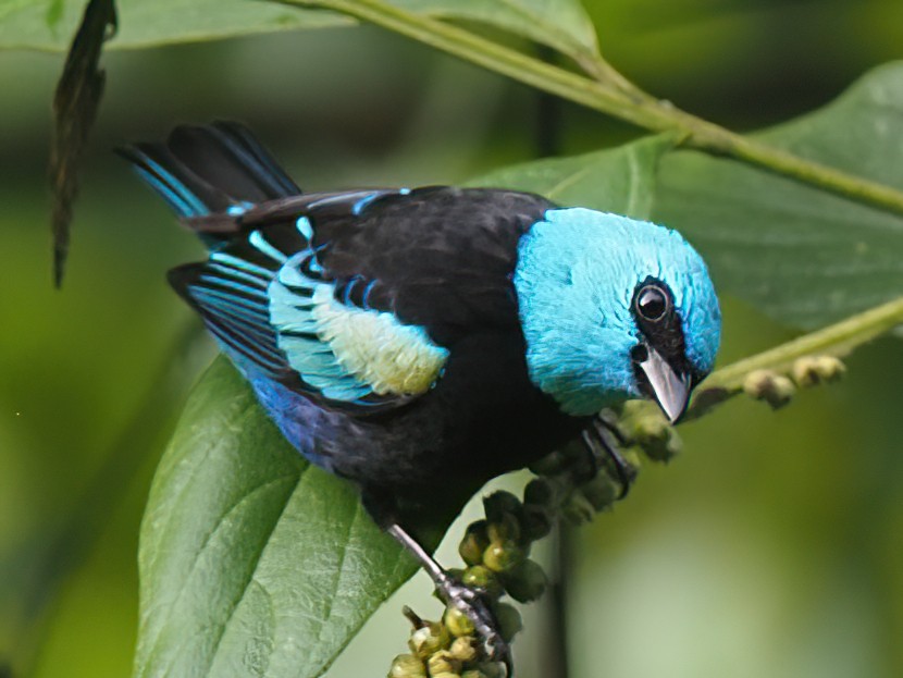 Blue-necked Tanager - ML620536497
