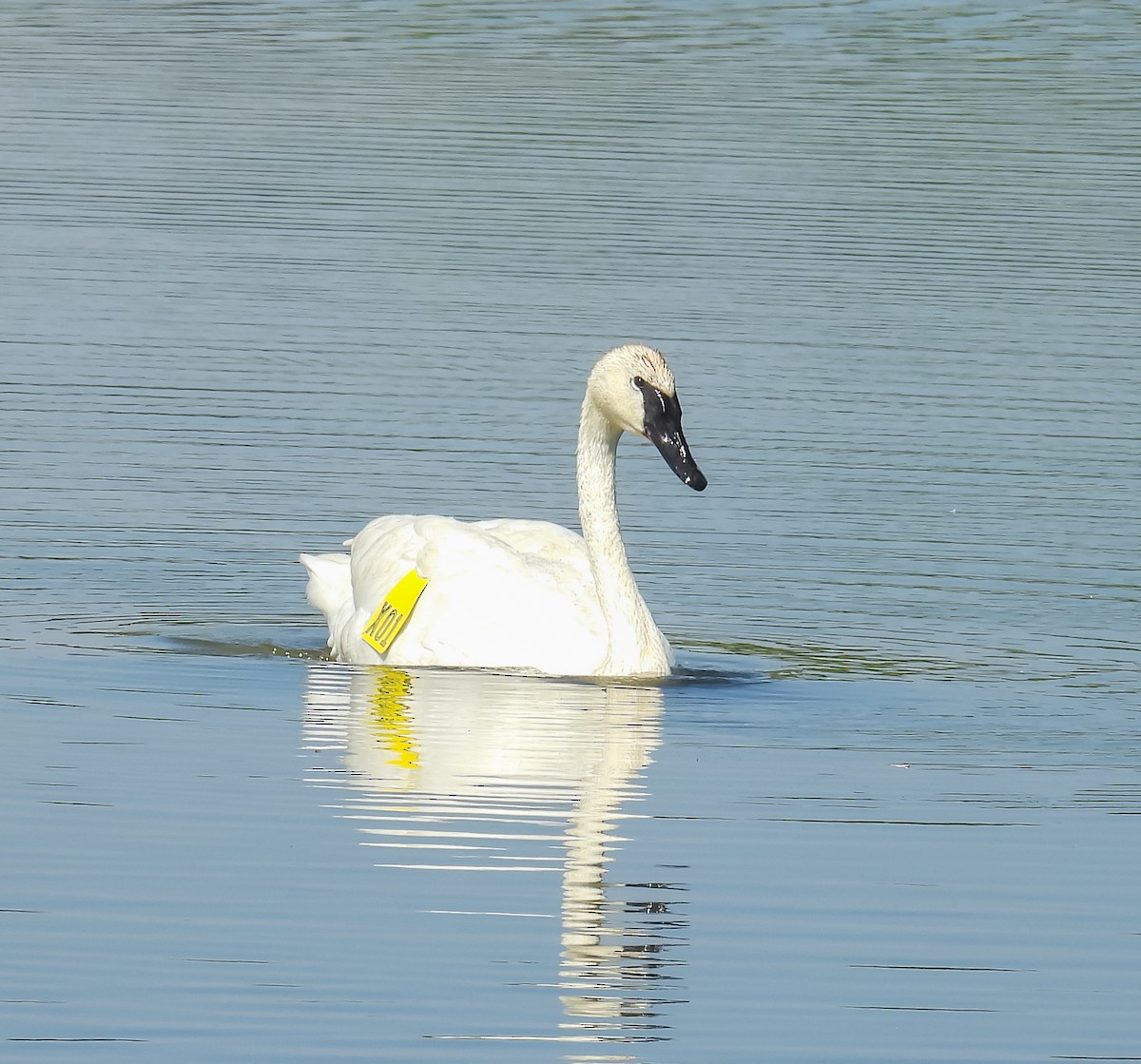 Trumpeter Swan - ML620536502