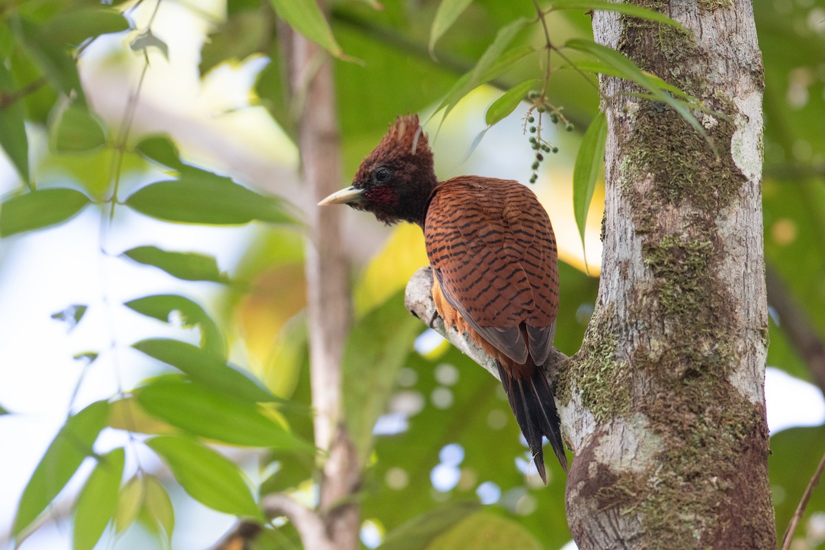 Waved Woodpecker - ML620536503