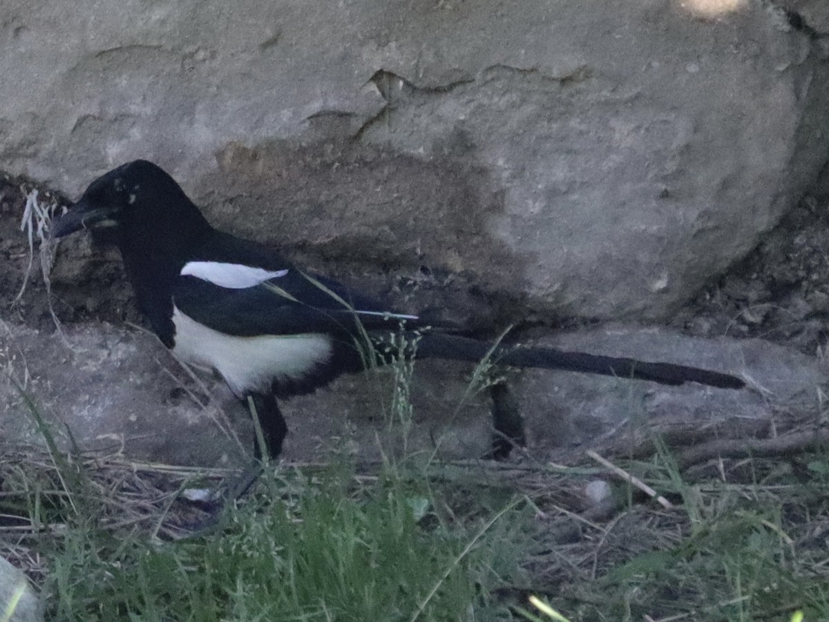 Eurasian Magpie - ML620536507