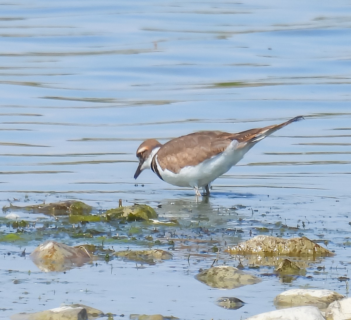 Killdeer - ML620536508