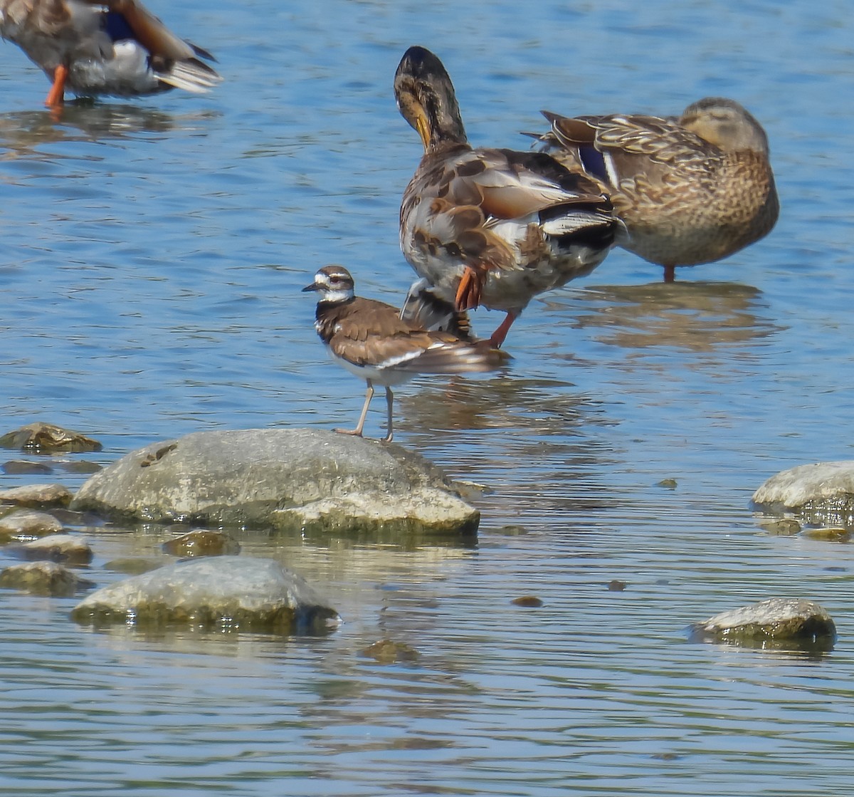 Killdeer - ML620536509