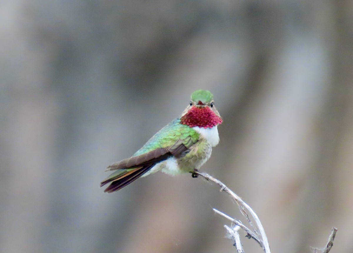 Broad-tailed Hummingbird - ML620536517