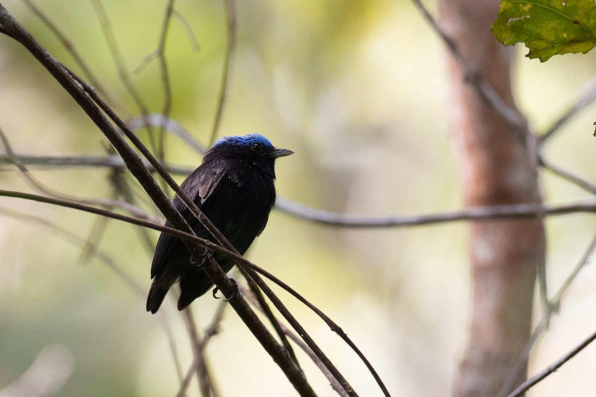 Manakin à tête bleue - ML620536525