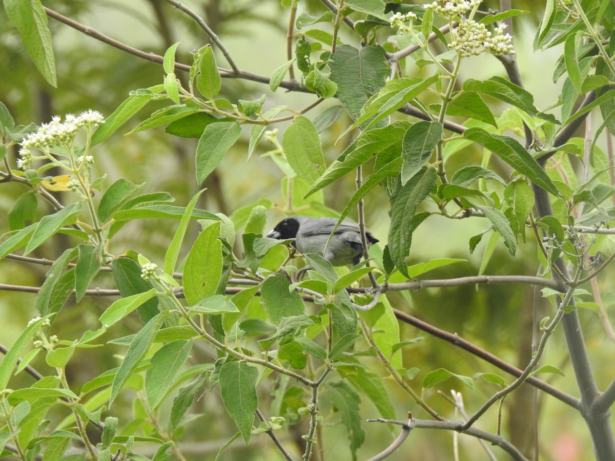 Black-faced Tanager - ML620536526